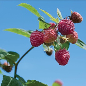 Raspberries