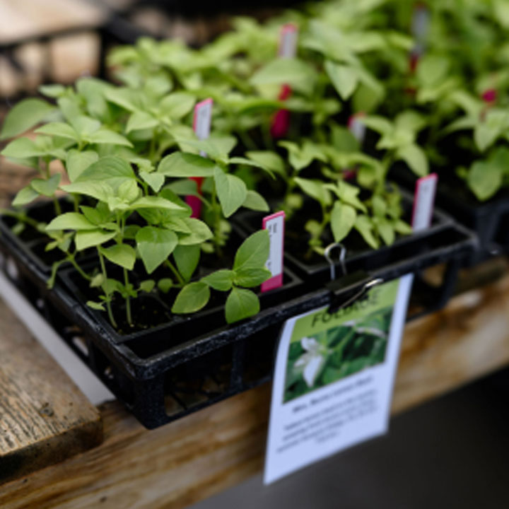Growing Flower Seedlings for Profit